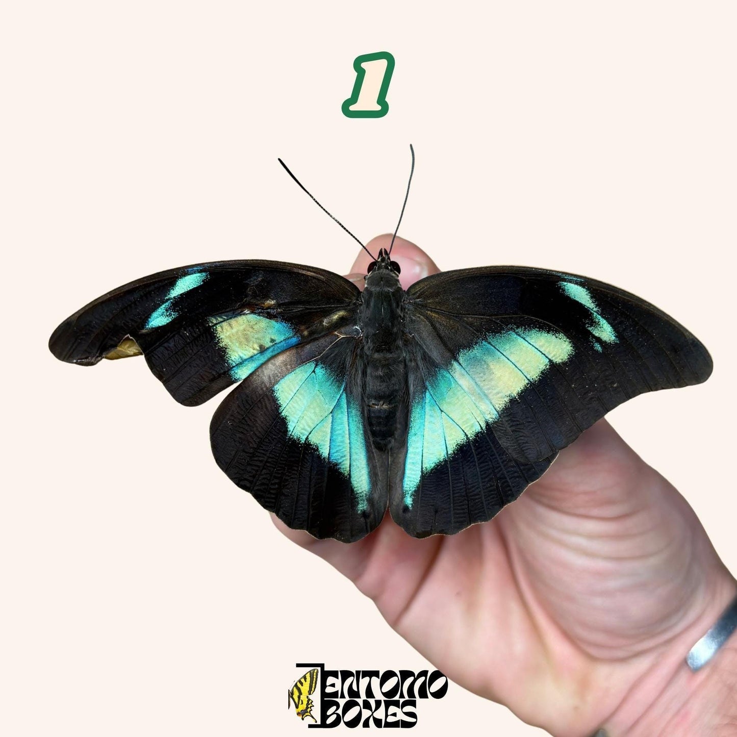 auténtico mariposa Archaeoprepona demophon Extendido o Sin Extender espécimenes para colección taxidermia entomología