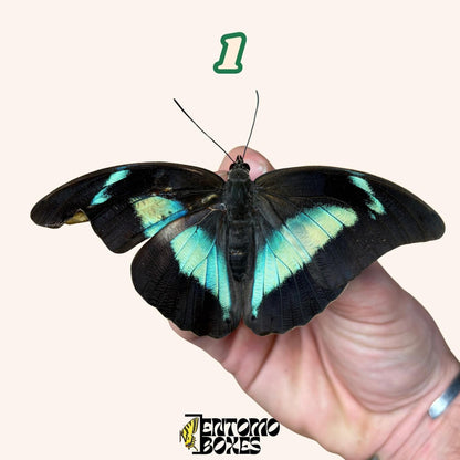 auténtico mariposa Archaeoprepona demophon Extendido o Sin Extender espécimenes para colección taxidermia entomología