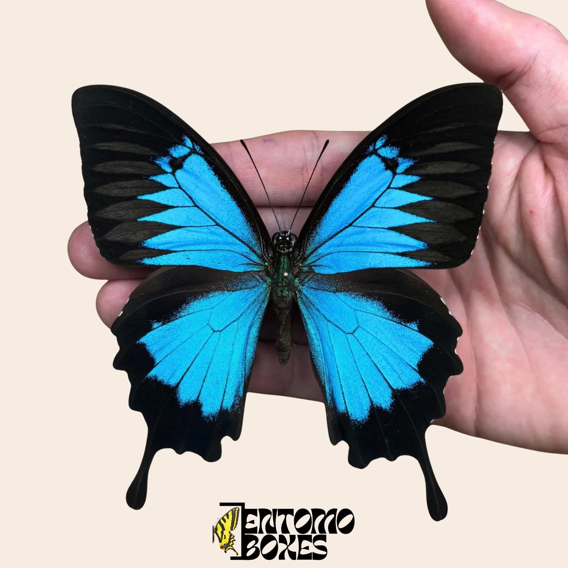 papilio ulysses male butterfly on pin (etsy image id: 7893784028)