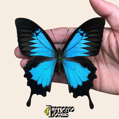 papilio ulysses male butterfly on pin (etsy image id: 7893784028)