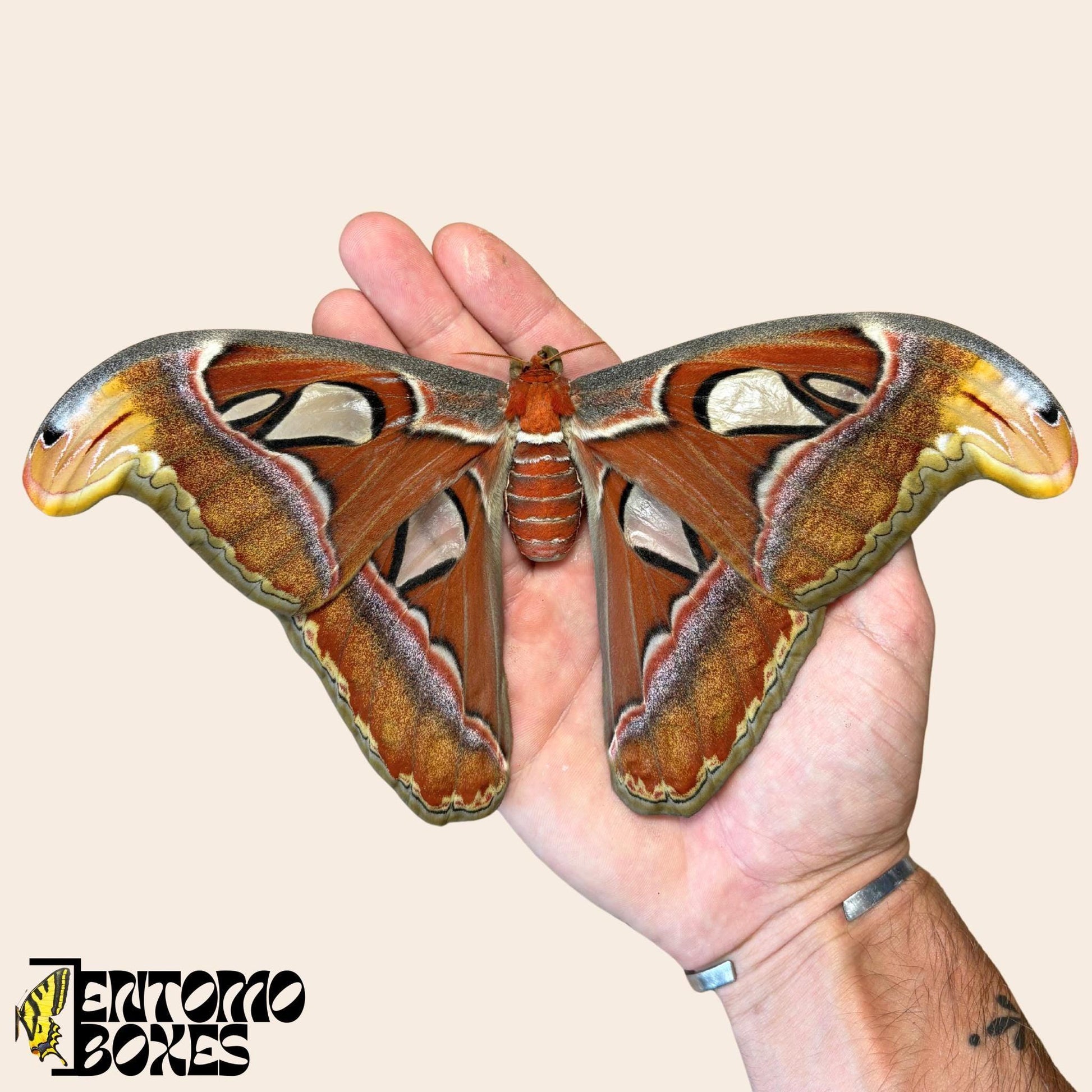 attacus Attacus atlas hembra