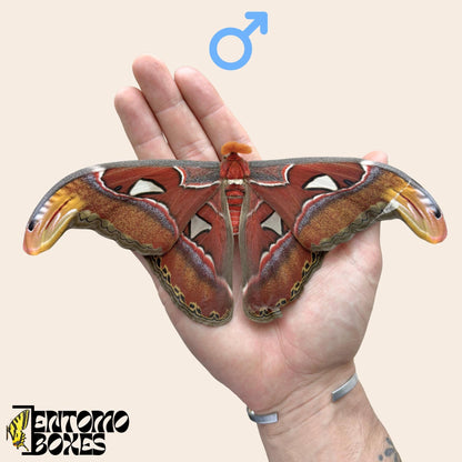 attacus Attacus atlas macho