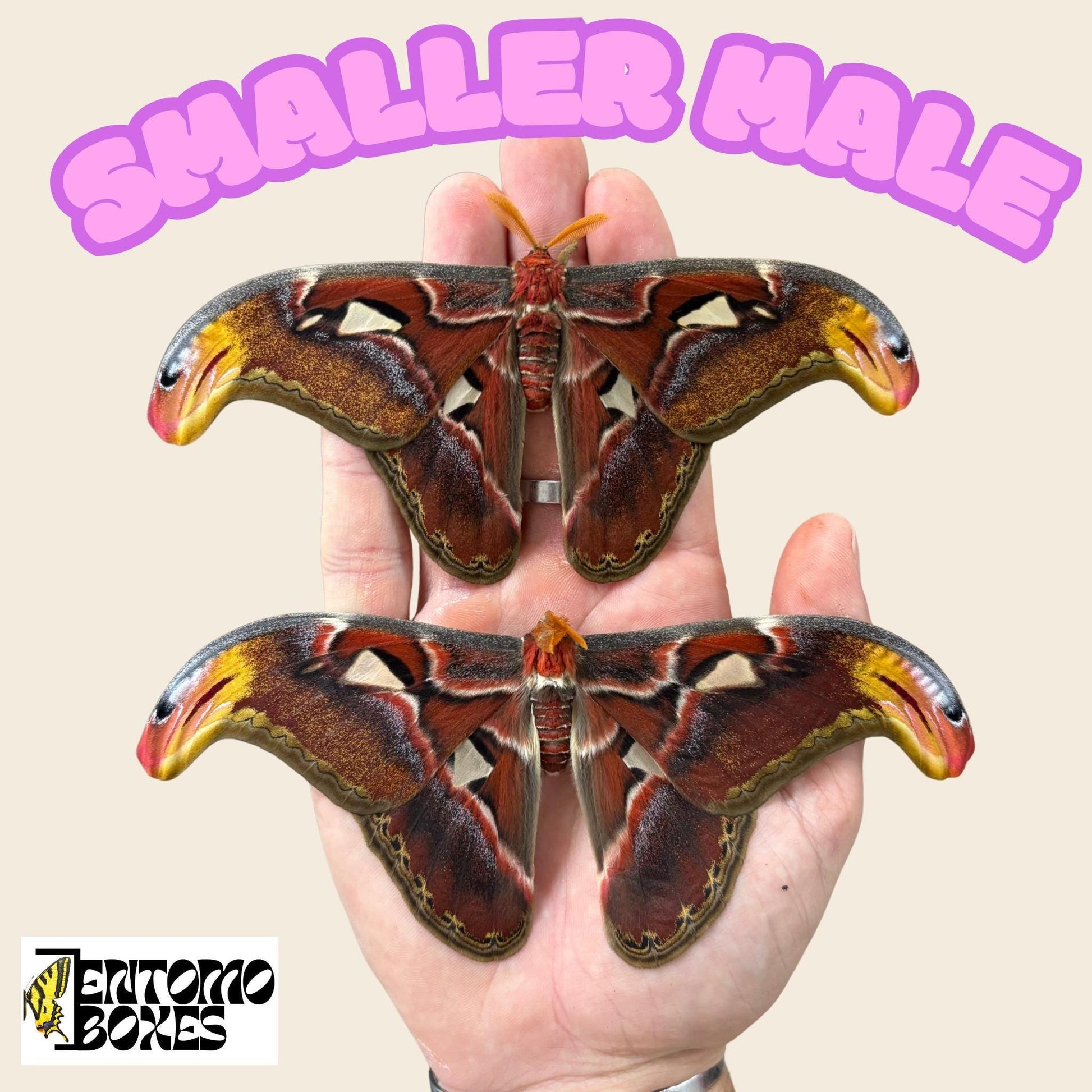 attacus Attacus atlas small males