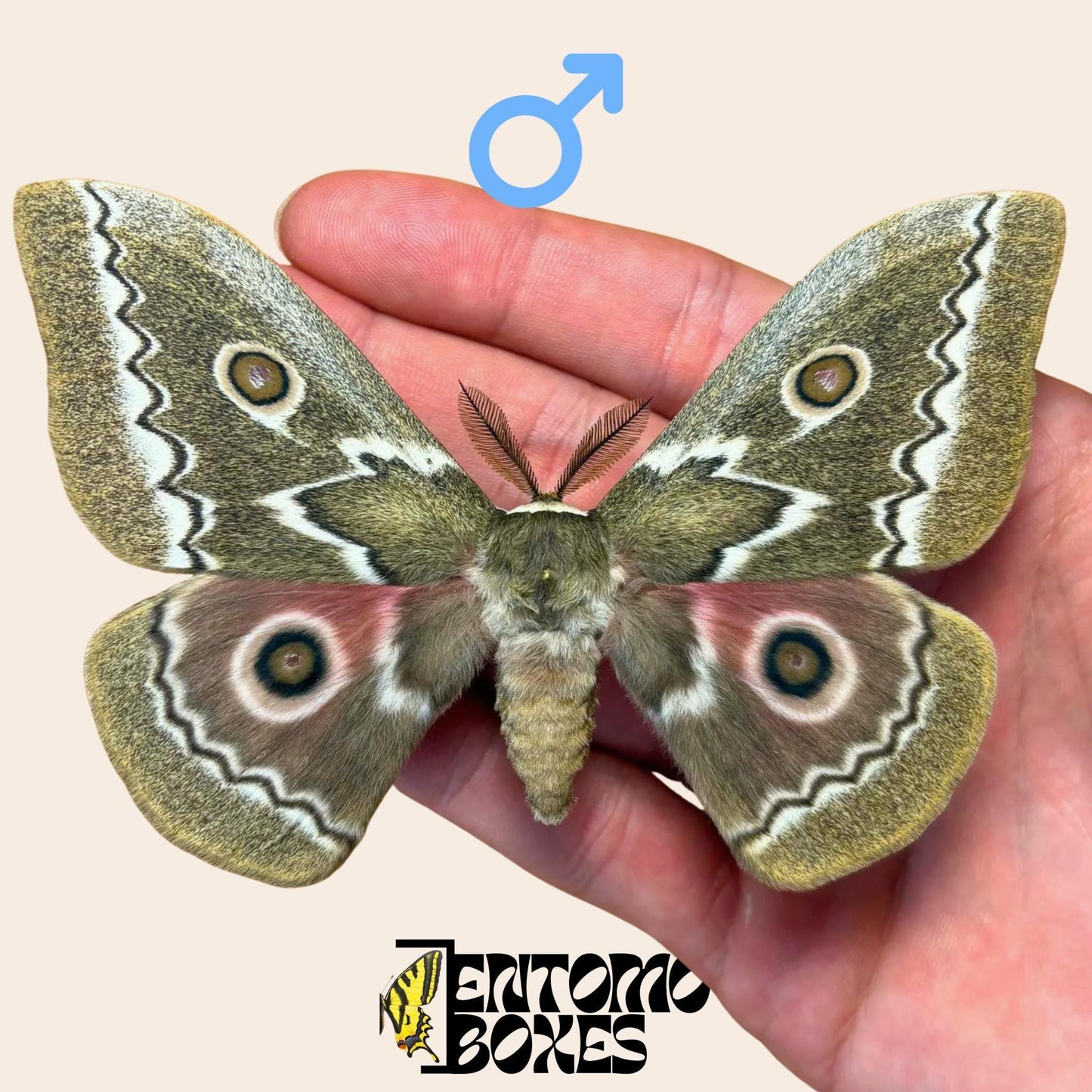 Gonimbrasia tyrrhea extendido macho