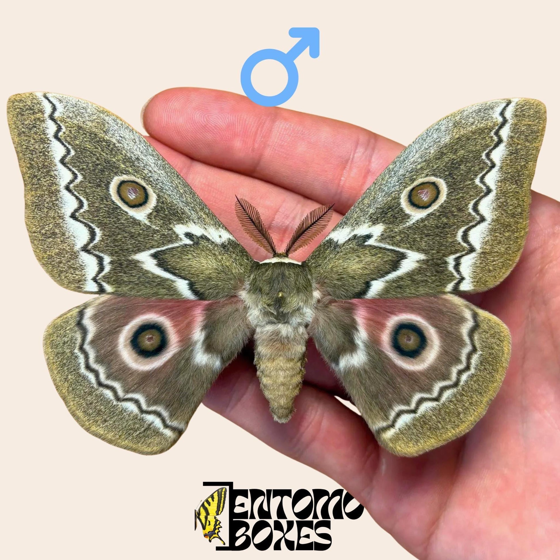 Gonimbrasia tyrrhea extendido macho