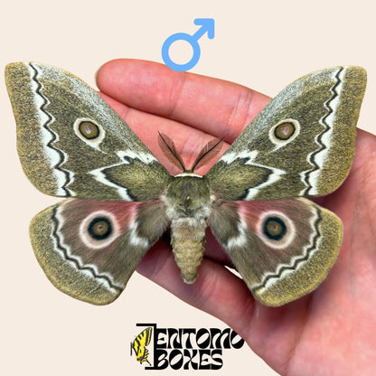 Gonimbrasia tyrrhea extendido macho