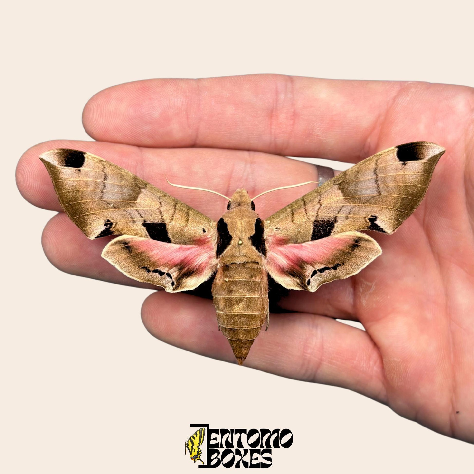 Eumorpha achemon extendido rosa polilla