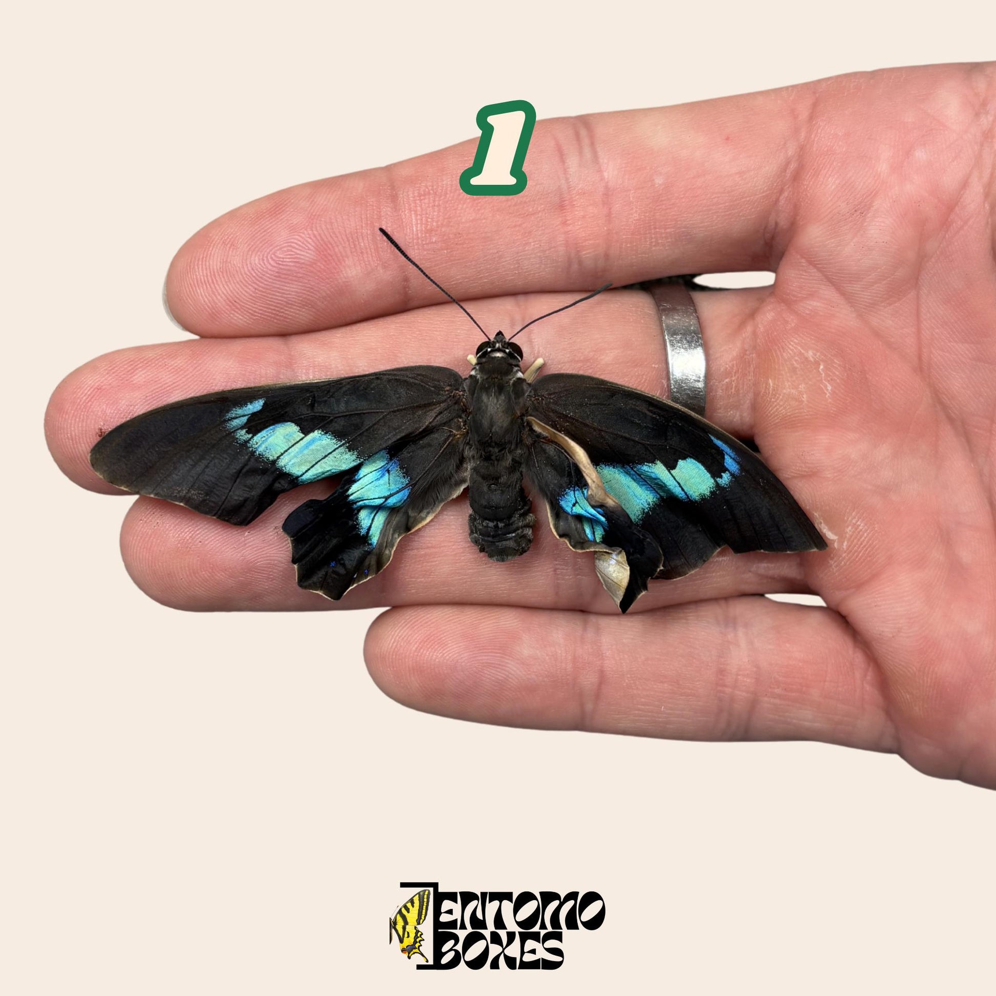 auténtico Prepona omphale tropical colorido azul mariposa para colección, entomología y taxidermia