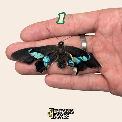 auténtico Prepona omphale tropical colorido azul mariposa para colección, entomología y taxidermia