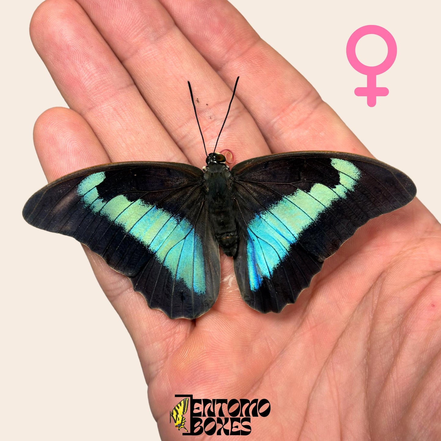 auténtico Prepona omphale tropical colorido azul mariposa para colección, entomología y taxidermia