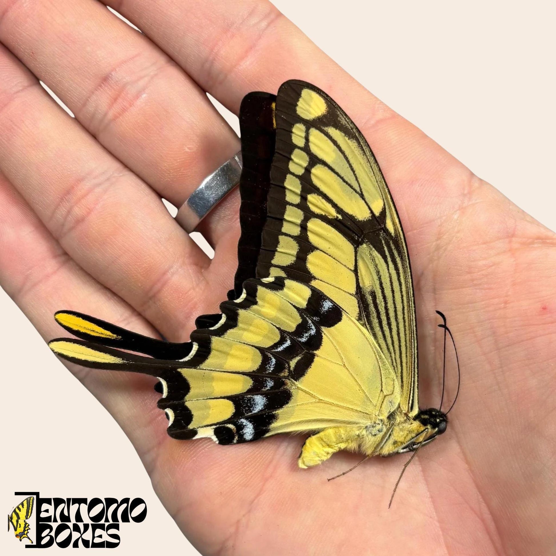 Papilio thoas macho mariposa