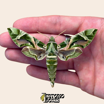 daphnis nerii polilla sobre pin