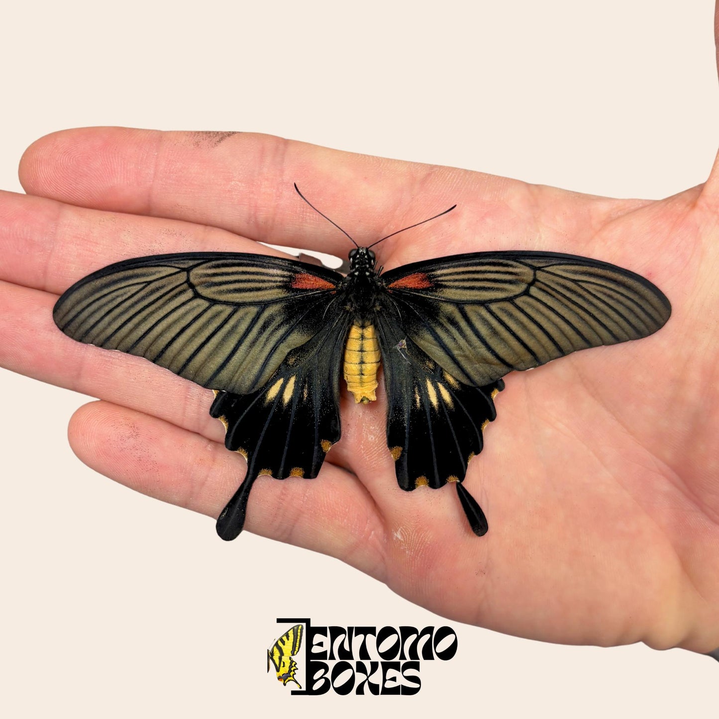 papilio lowi sin extender hembra sobre hand