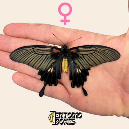 papilio lowi unpinned hembra sobre hand
