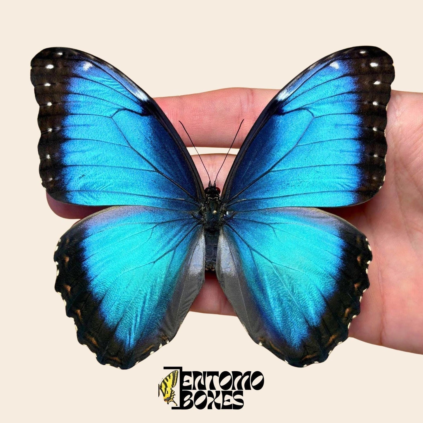 blue morpho butterfly male pinned __etsy:7918271480