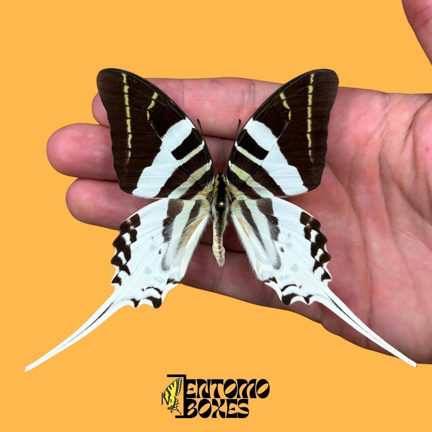 Giant Swordtail mariposa extendido macho