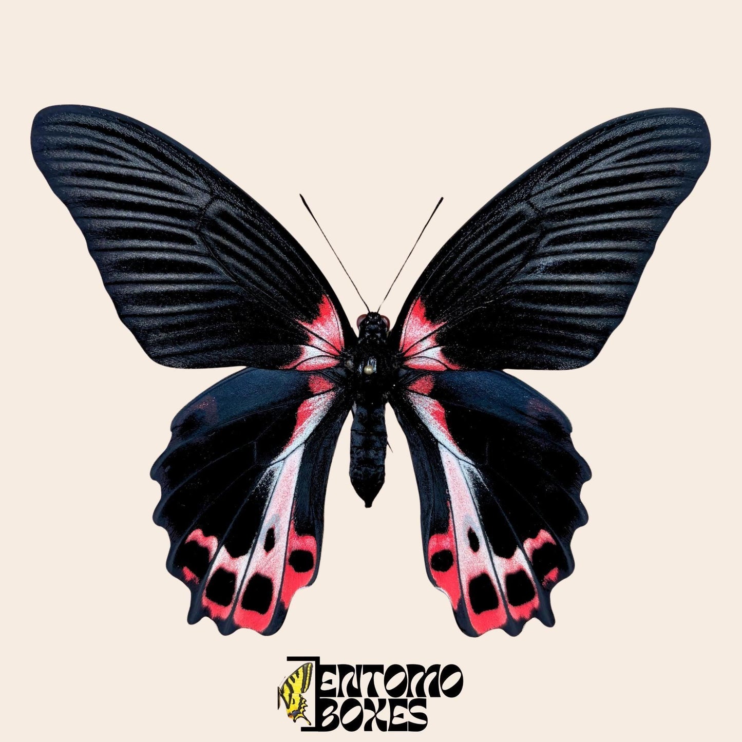 Papilio ruzmanzovia extendido hembra