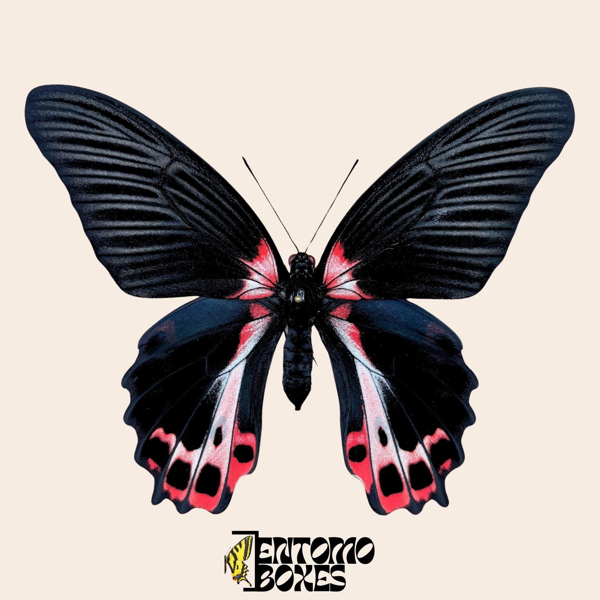 Papilio ruzmanzovia extendido hembra