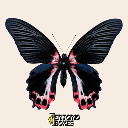 Papilio ruzmanzovia extendido hembra