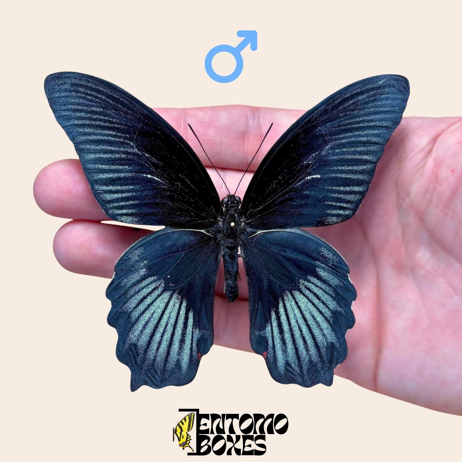 Papilio ruzmanzovia extendido macho