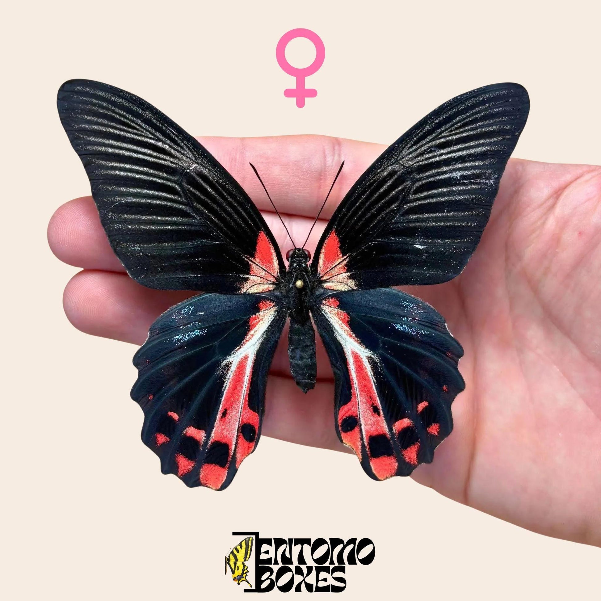 Papilio ruzmanzovia extendido hembra