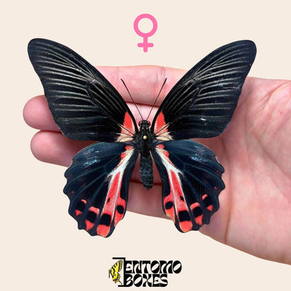 Papilio ruzmanzovia extendido hembra