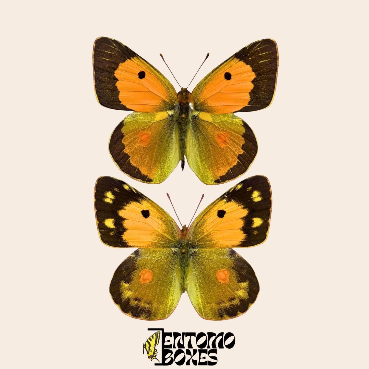 colias croceus pair on pins (etsy image id: 7929873628)
