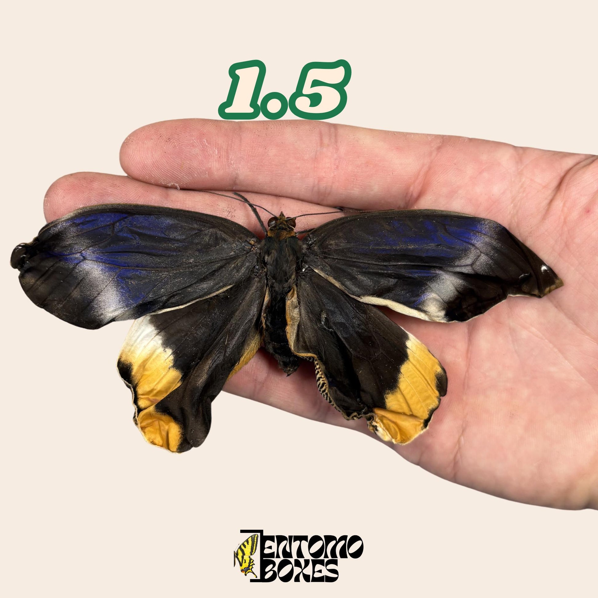 grande auténtico Caligo atreus owl mariposa espécimen sin extender para taxidermia y entomología