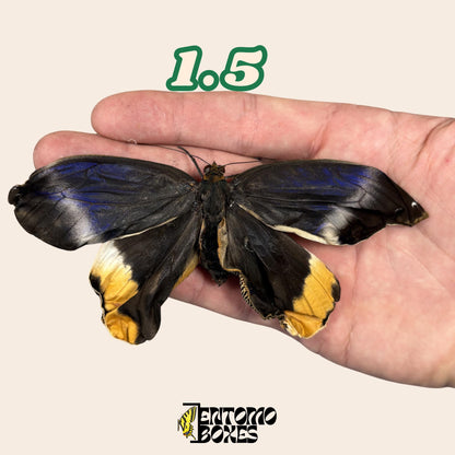 grande auténtico Caligo atreus owl mariposa espécimen sin extender para taxidermia y entomología