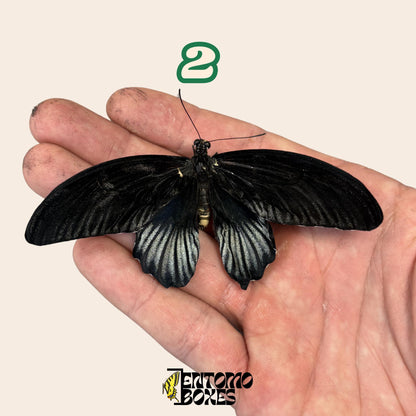 auténtico mariposa Papilio lowi: sin extender calidad A1 colorido espécimen para colección y taxidermia