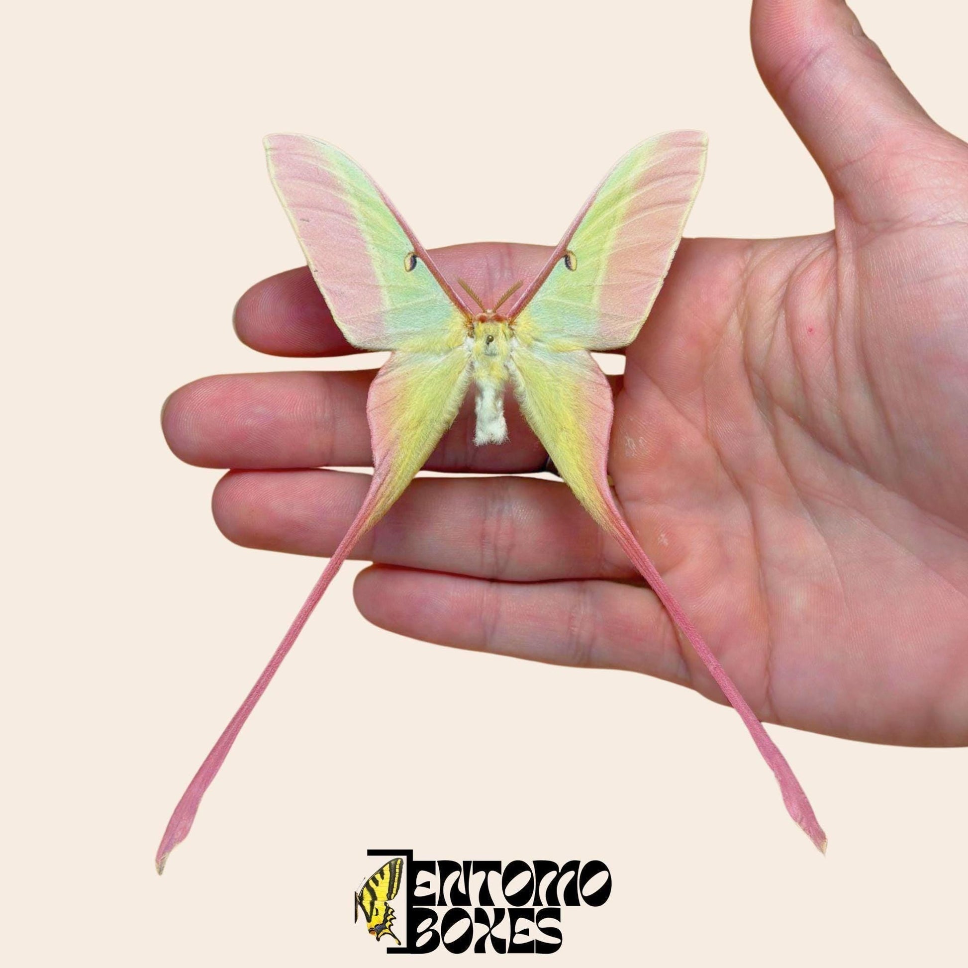 actias dubernardi extendido macho