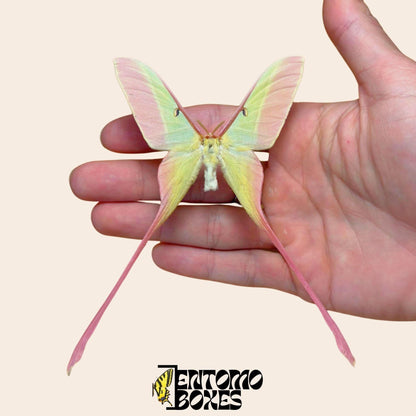 actias dubernardi extendido macho