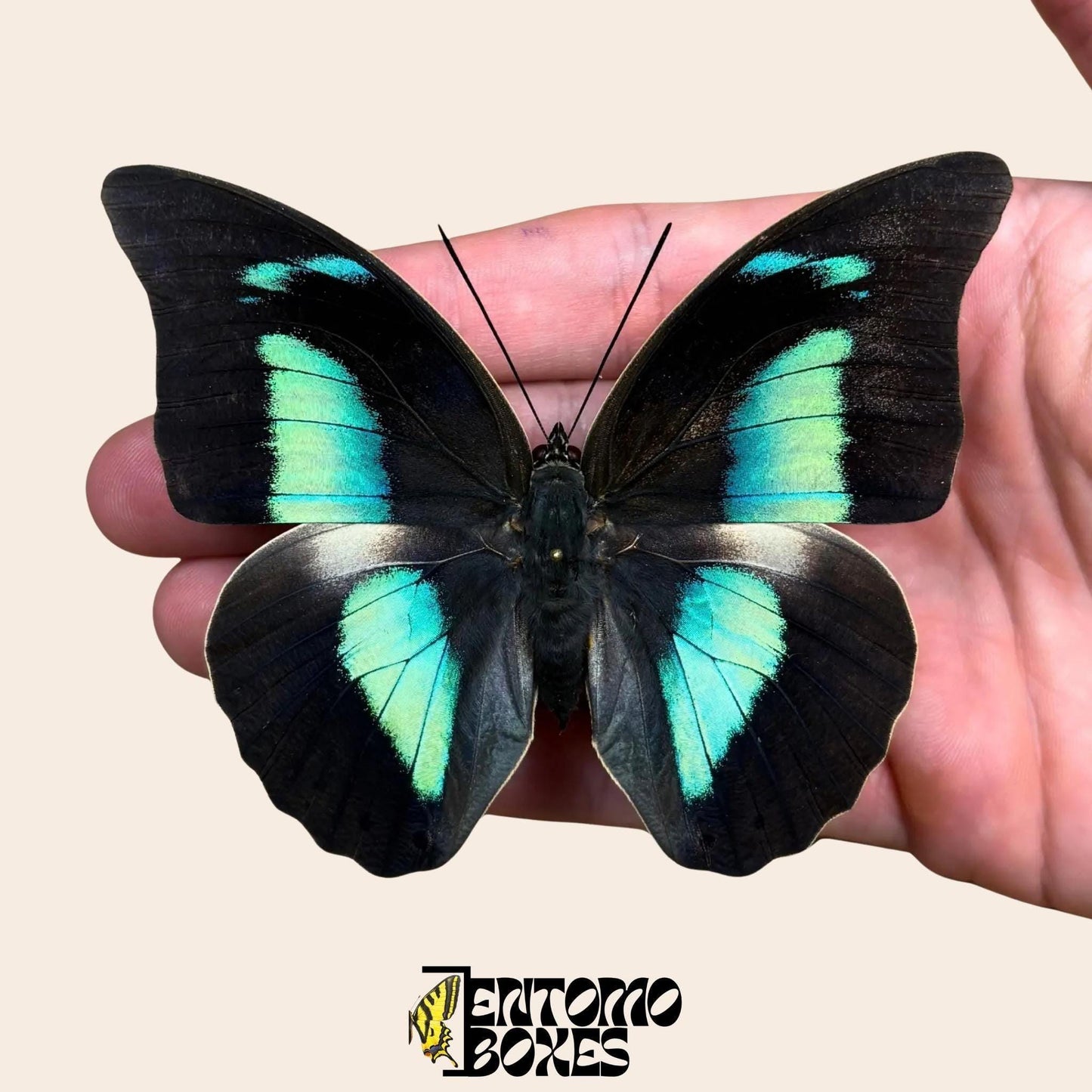 Archaeoprepona demophon extendido mariposa sobre hand