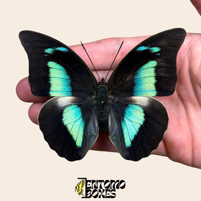 Archaeoprepona demophon extendido mariposa sobre hand