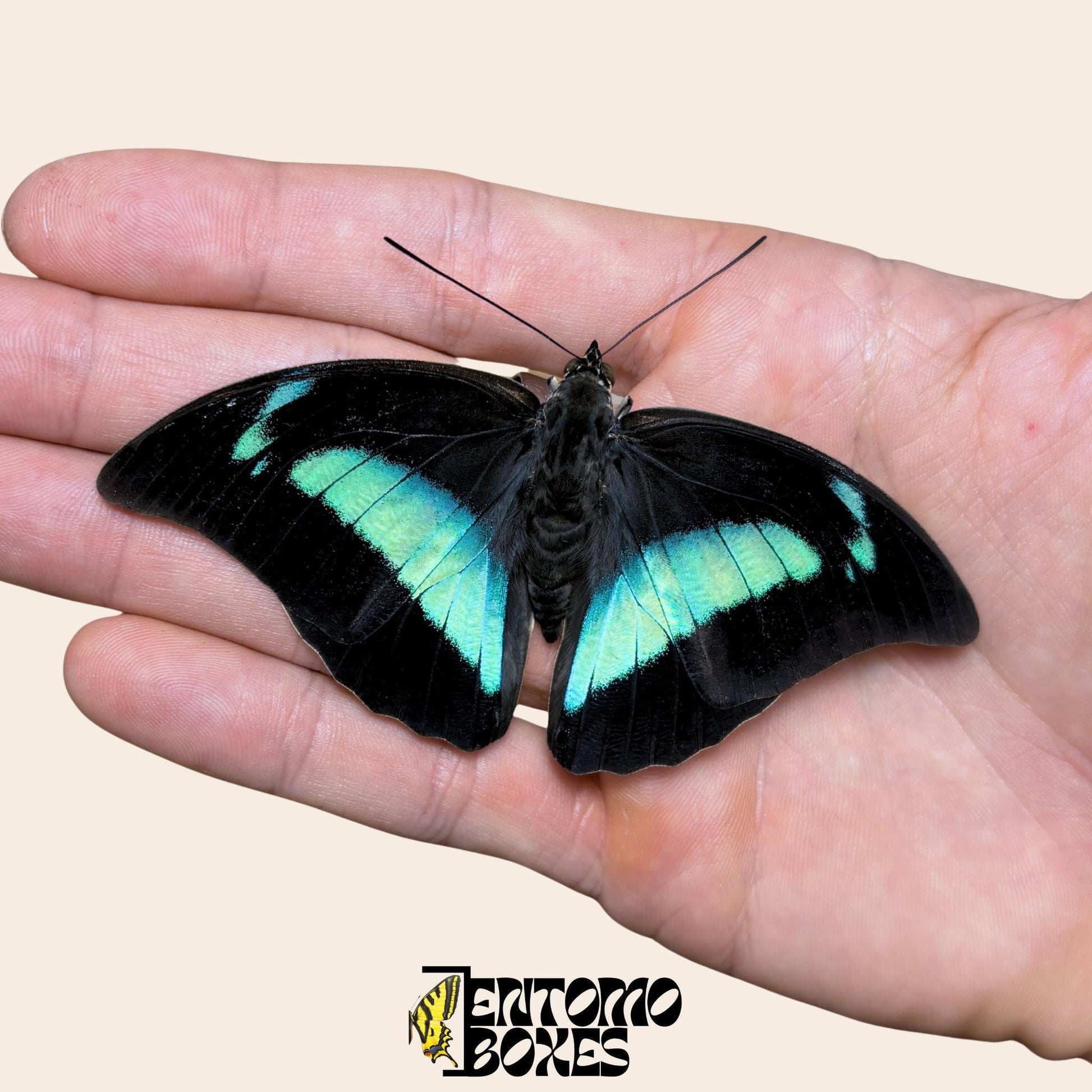 Archaeoprepona demophon mariposa sobre hand