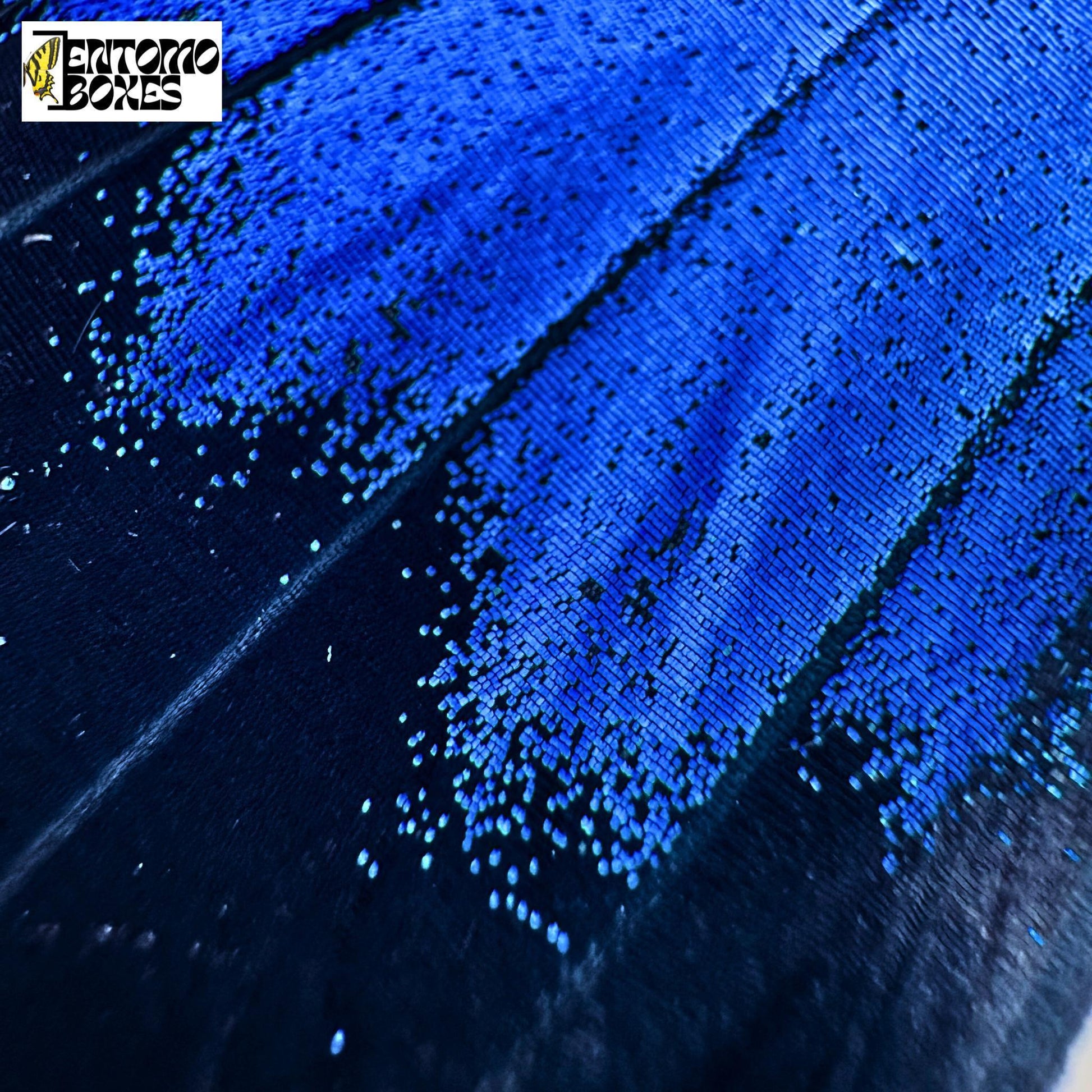 blue scales of Papilio ulysses butterfly closeup (etsy image id: 7941740273)