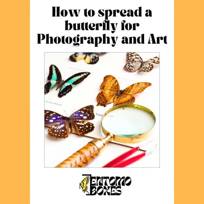 guide on how to pin a butterfly for photography (etsy image id: 7957410016)