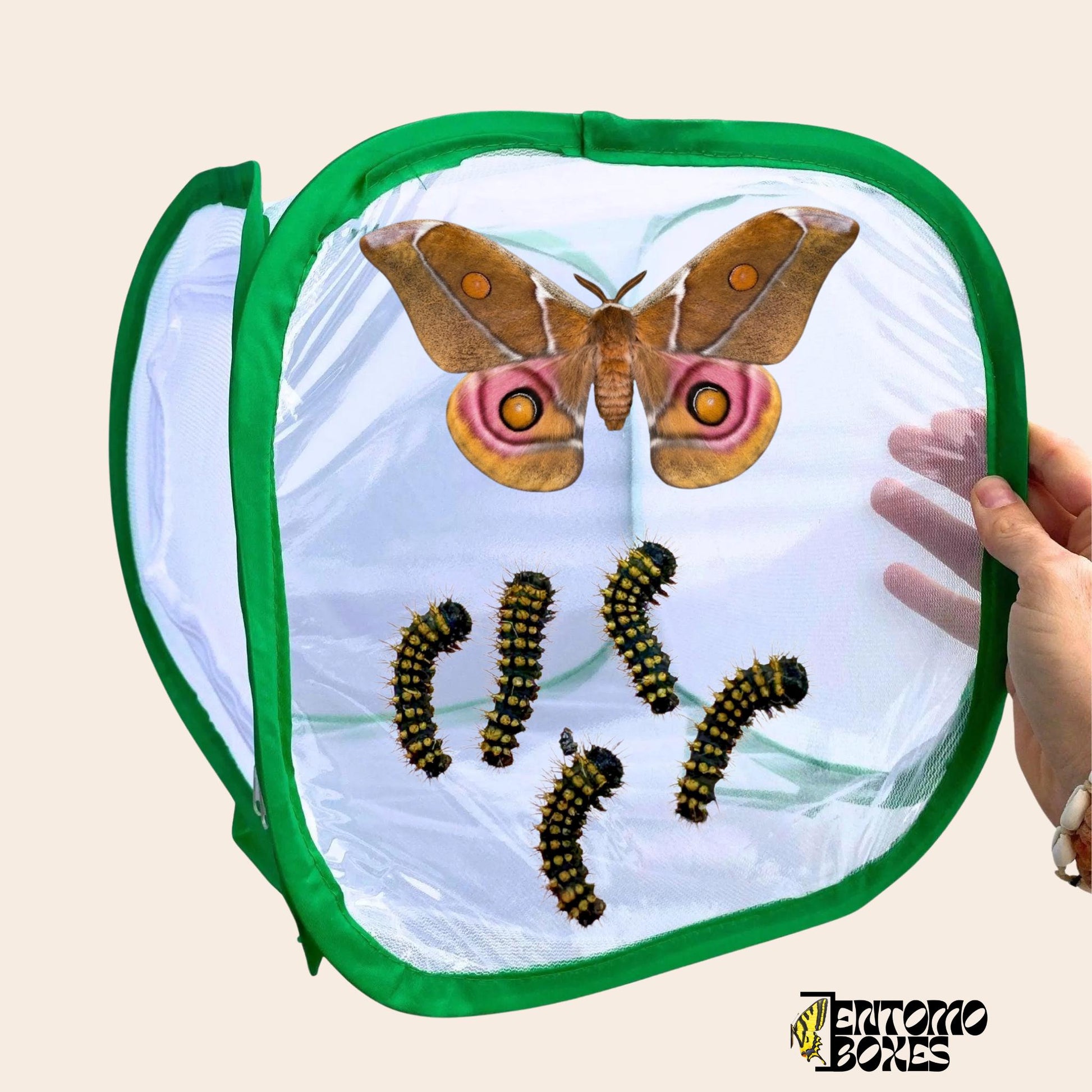 mariposa y polilla breeding cage 30x30x30cm
