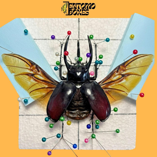 chalcosoma atlas beetle with opened wings on pinning board (etsy image id: 7968476182)
