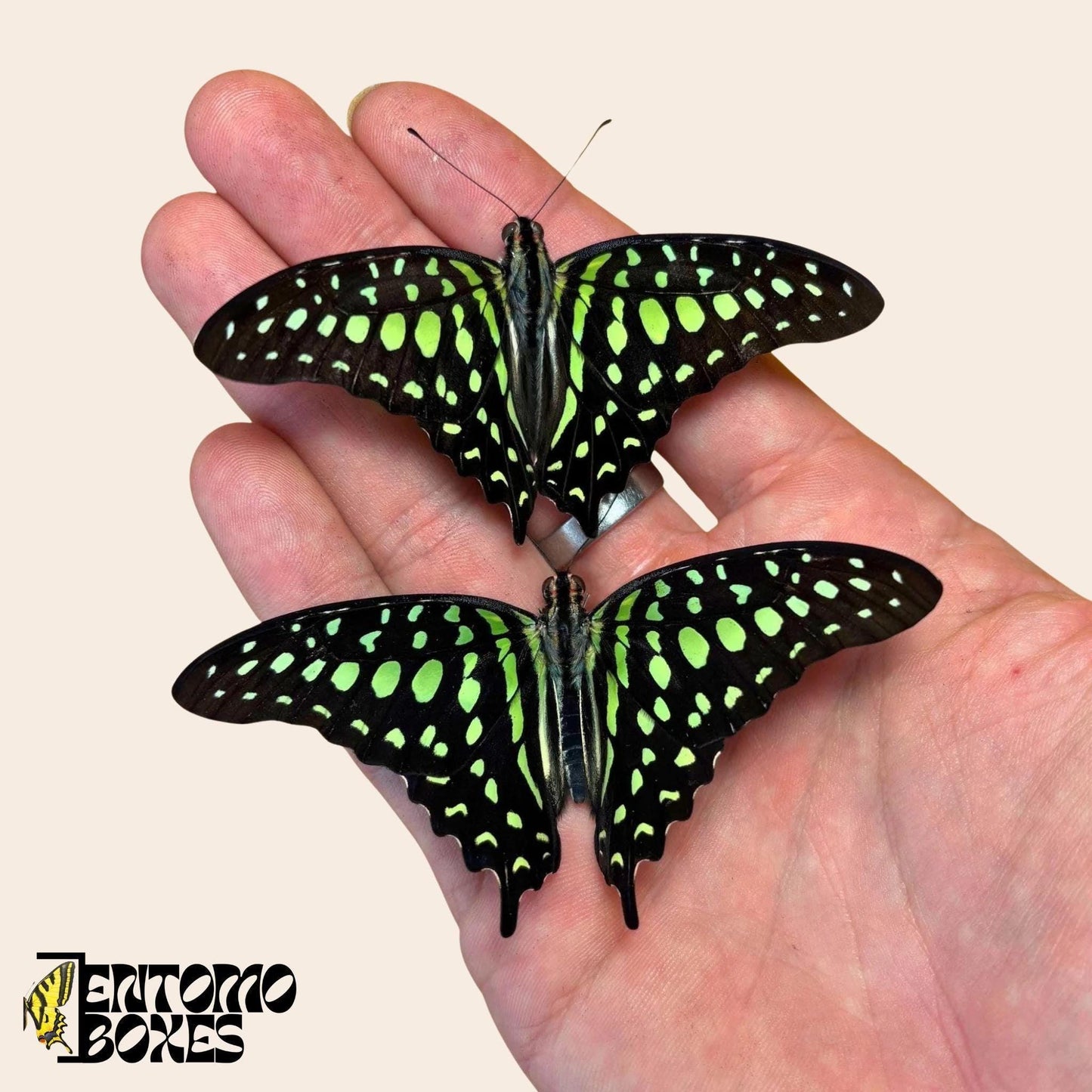 graphium agamemnon two mariposas sobre hand
