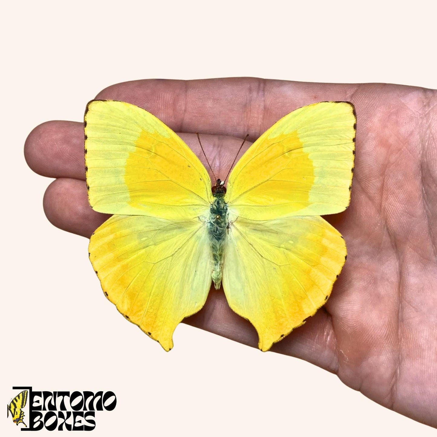 auténtico mariposa Phoebis neocypris - amarillo espécimen extendido para entomología taxidermia