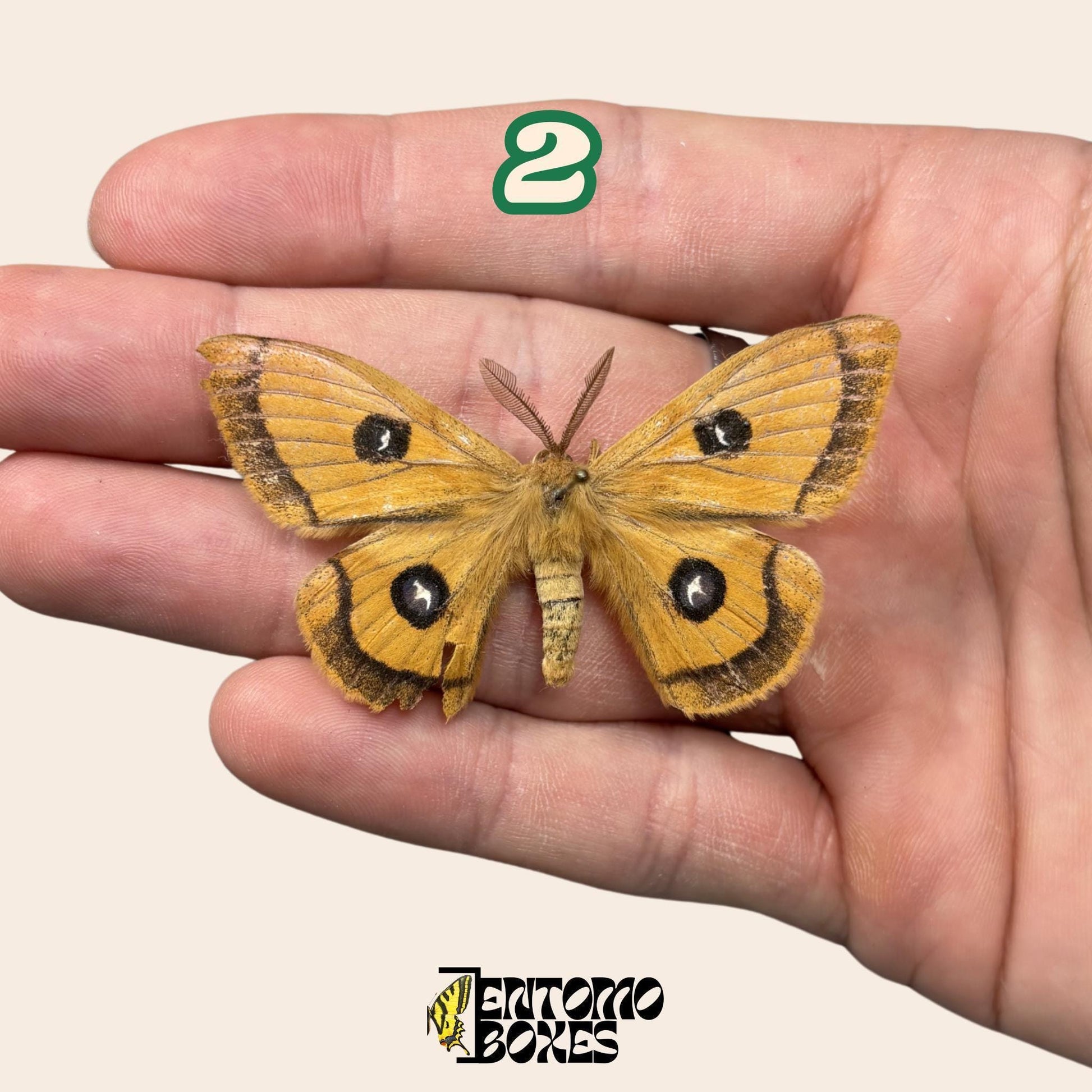 Defected budget polilla y mariposa espécimenes para arte, colección, taxidermia y entomología