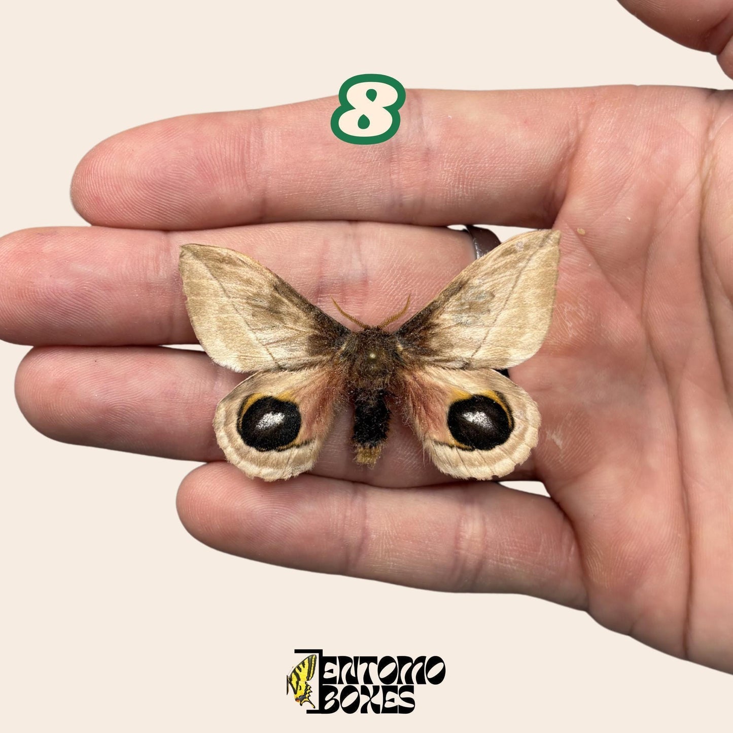 Defected budget polilla y mariposa espécimenes para arte, colección, taxidermia y entomología