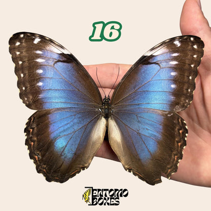 B-calidad azul Morpho mariposa No.16 sostenido en mano mostrando imperfección alar, Pick-Your-Own procedencia sostenible