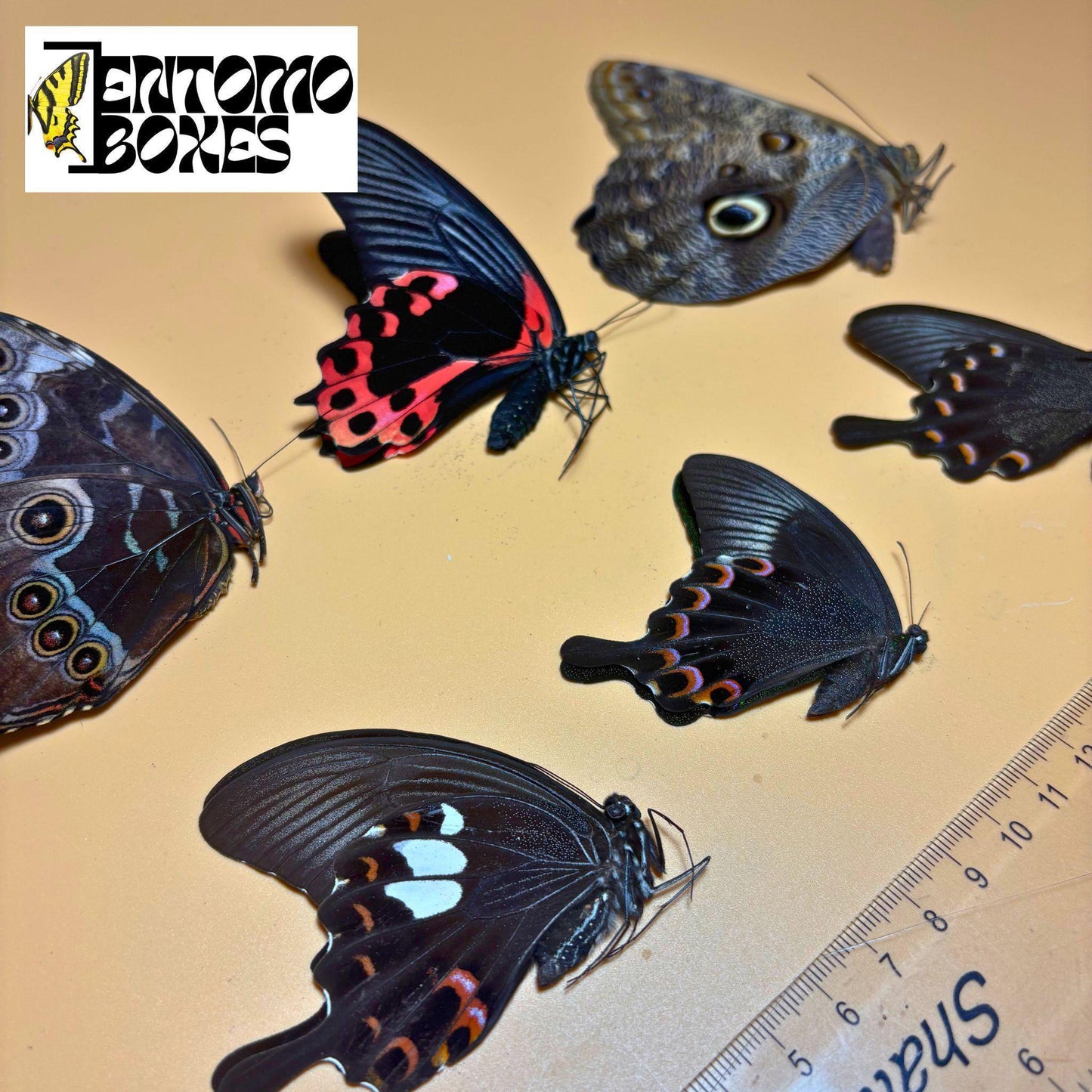 tropical mariposas con alas plegadas
