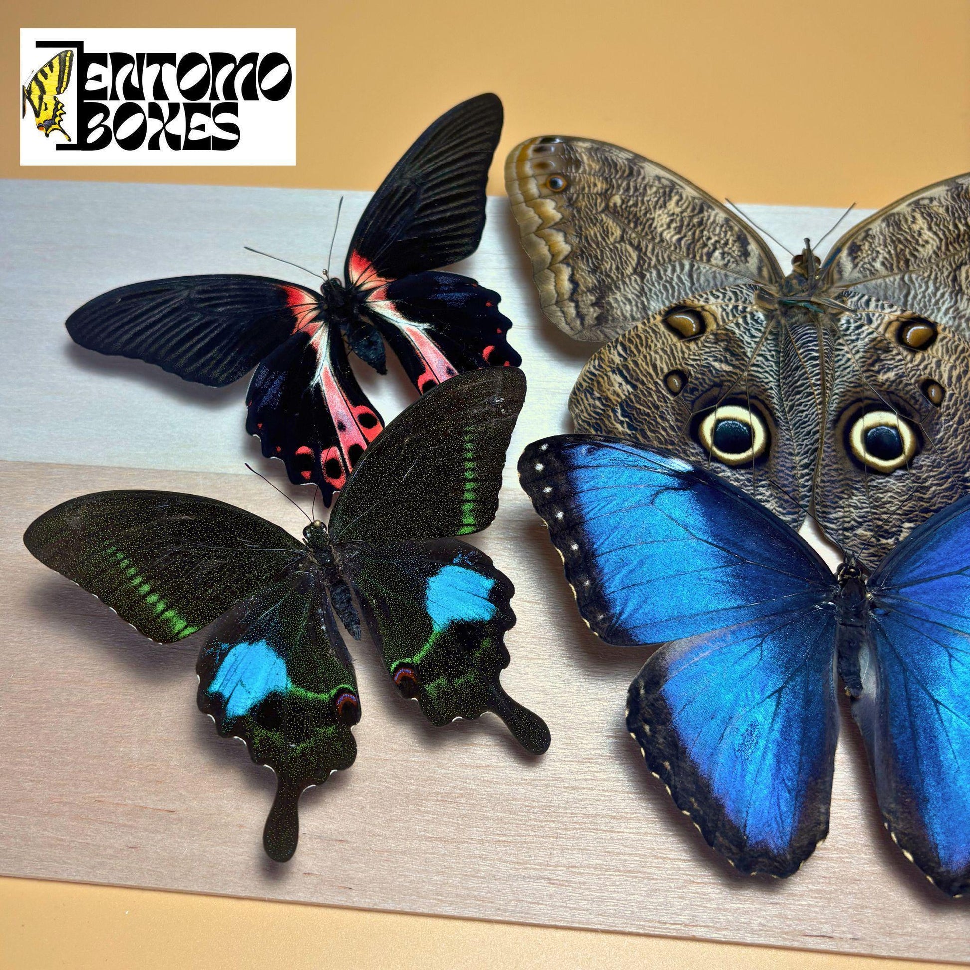 tropical mariposas con alas abiertas