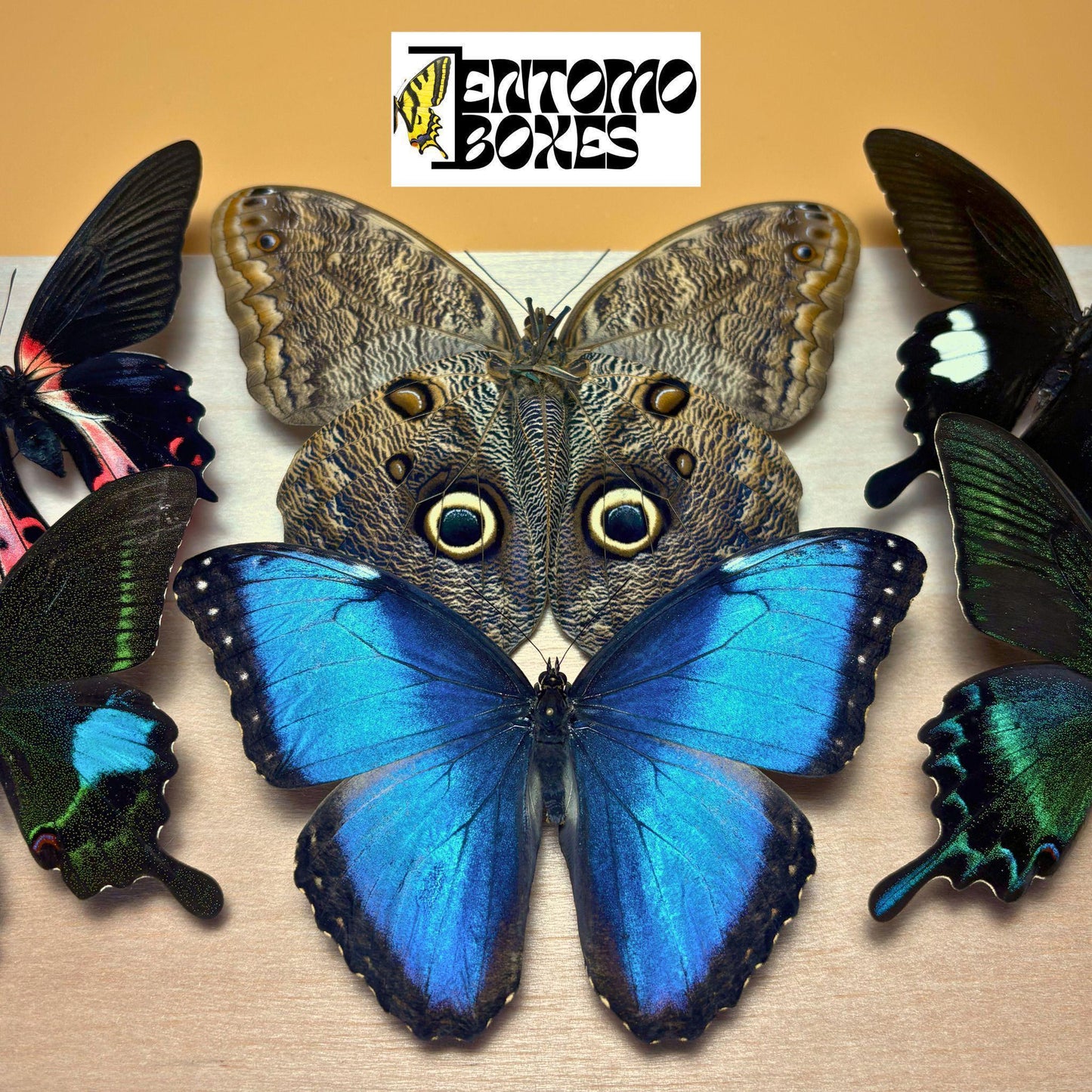 tropical mariposas con alas abiertas