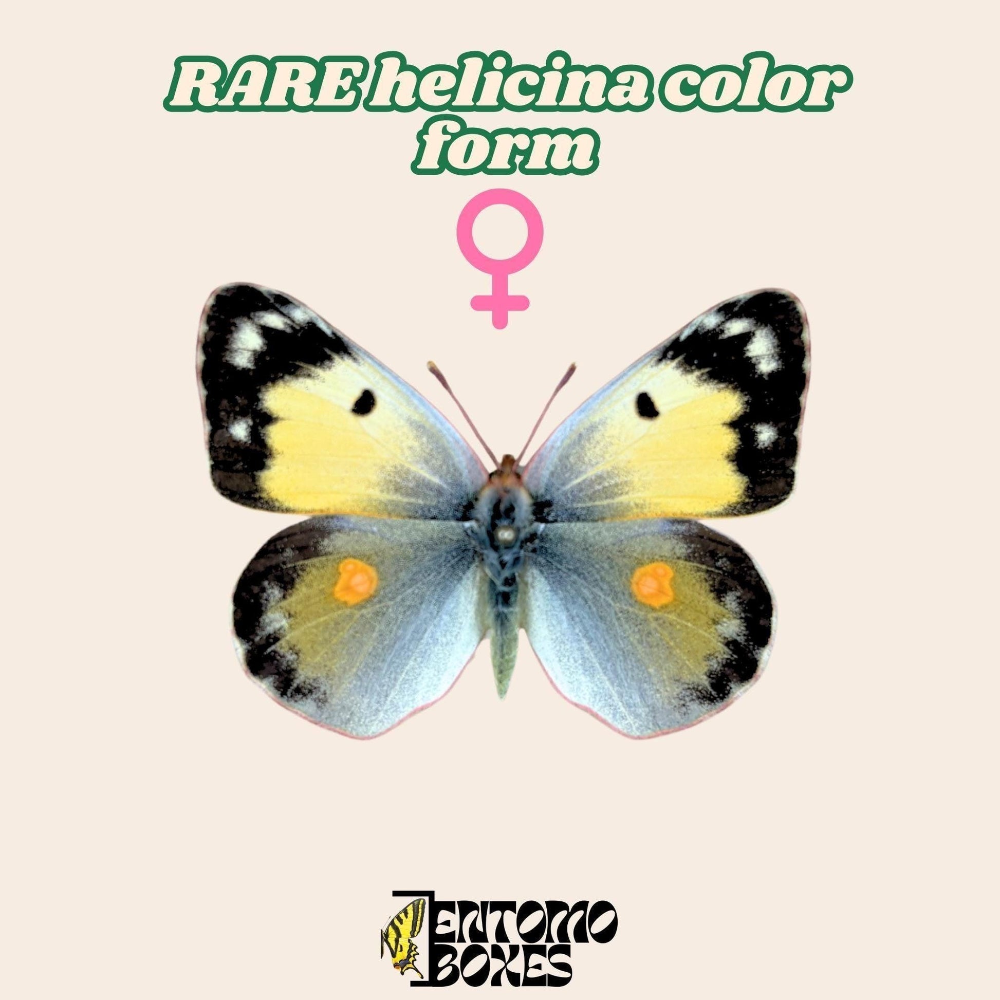 colias croceus helicina color form female pinned (etsy image id: 7977829251)