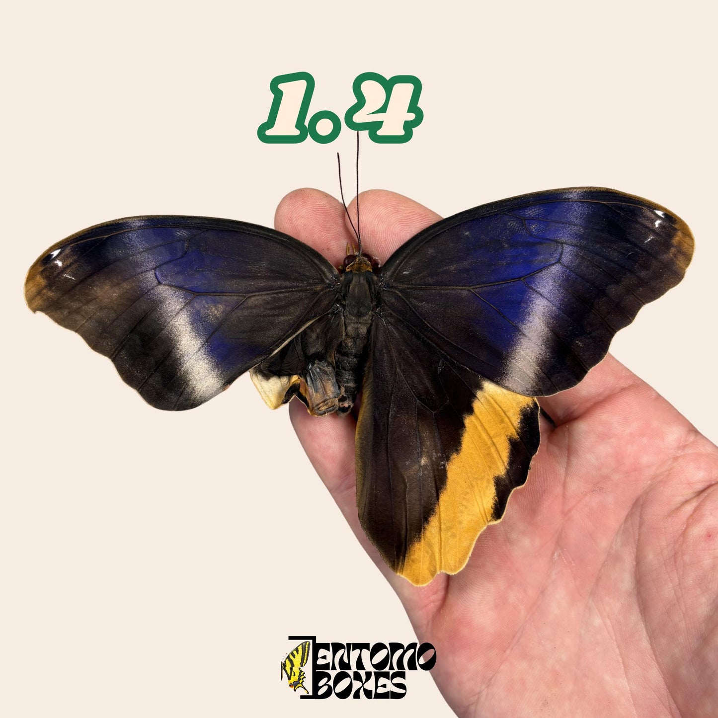 grande auténtico Caligo atreus owl mariposa espécimen sin extender para taxidermia y entomología