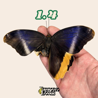 grande auténtico Caligo atreus owl mariposa espécimen sin extender para taxidermia y entomología